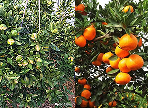当橘子的太阳果、裂果遇到赛金肥！